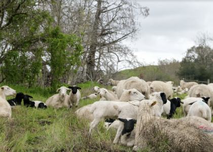 Many sheep in a grass field.