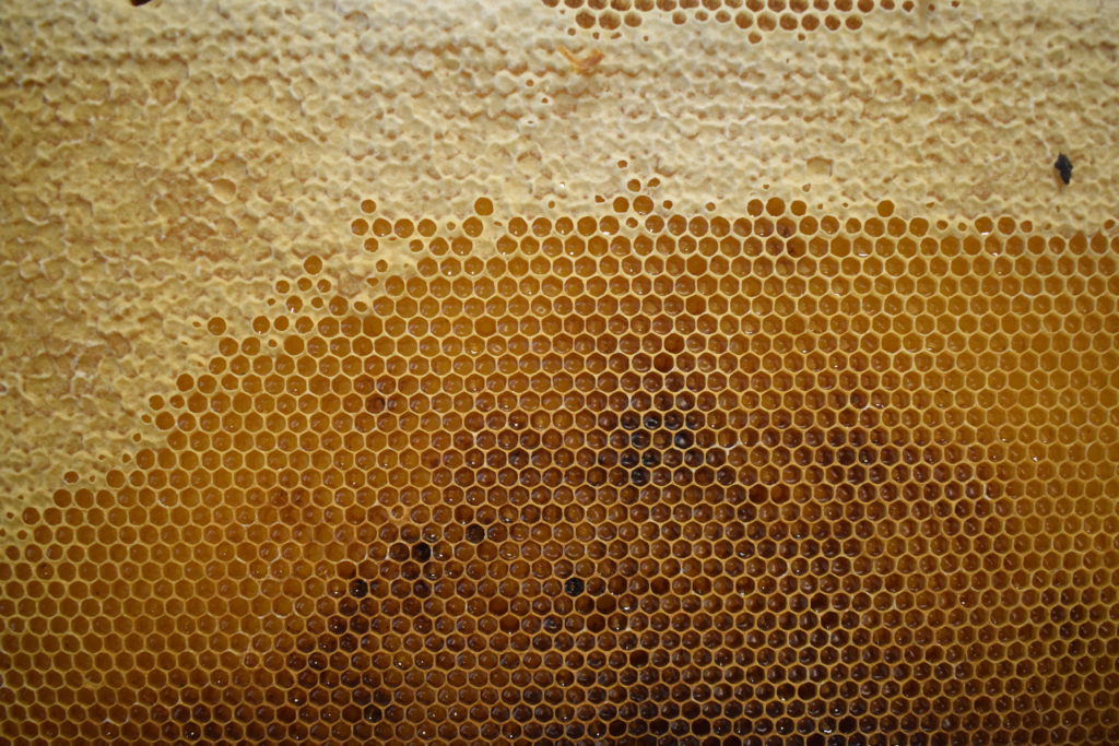 Honey created by the honey bees. 