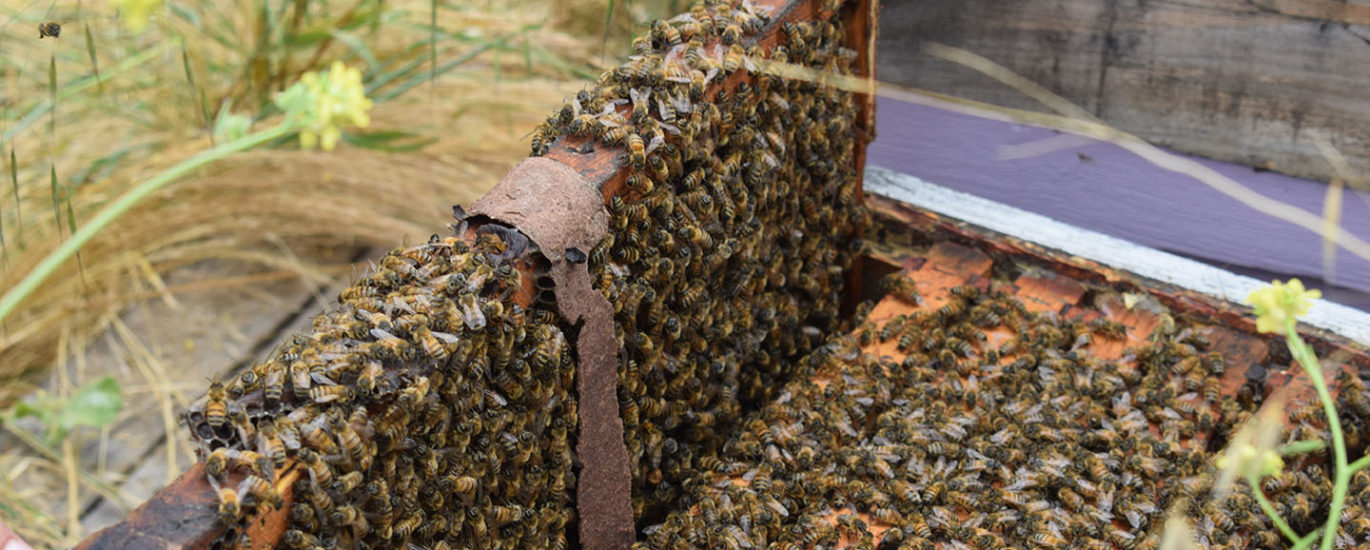 Photo of honey bees swarming on beehive box and top of frames.