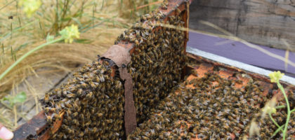 Photo of honey bees swarming on beehive box and top of frames.