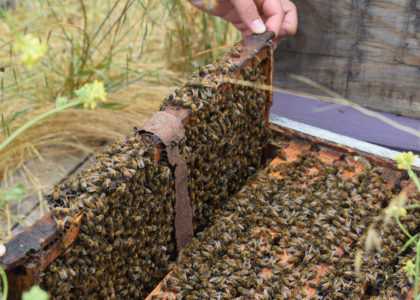 Photo of honey bees swarming on beehive box and top of frames.